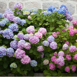 Mallow Flowers Gardening