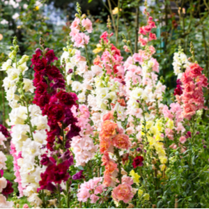 Mallow Flowers Gardening